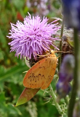 moth2 140821.JPG