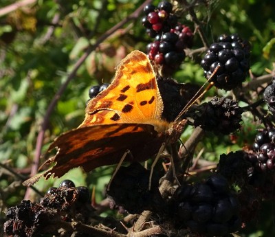 Comma6 110924.JPG