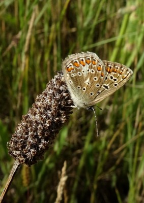 distinctly brown underside