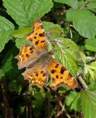 Comma4 260724.JPG