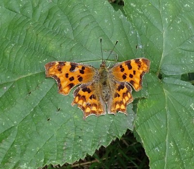 Comma1 250724.JPG