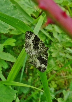 moth 060820.JPG
