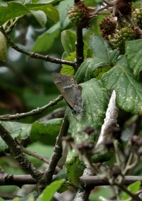 A distant and somewhat ancient Purple Hairstreak