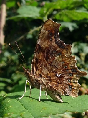 Comma2 180724.JPG