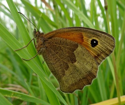 female