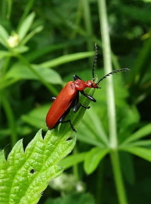 cardinal beetle