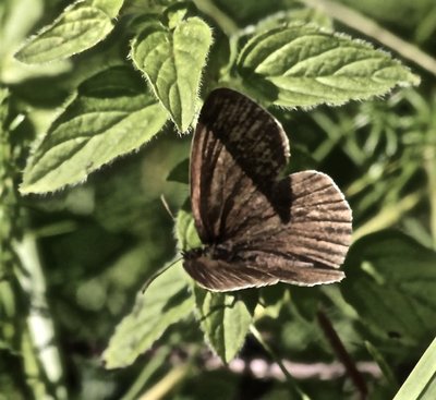 Ringlet 15th July Warton Craig