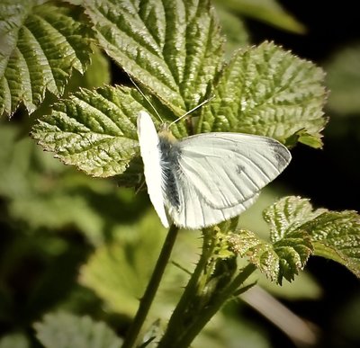 Small White 3rd May HLB