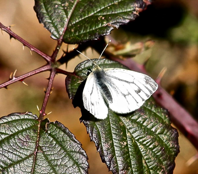 Green Veined White Mere Sands 20th April