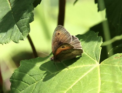 East Blean Woods