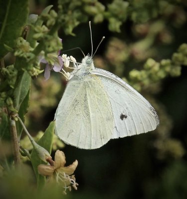 Small White 23rd July 2018 EBW