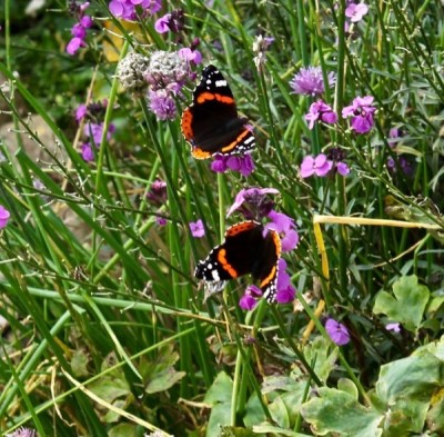 Red Admiral's 11th Oct 2015.jpg