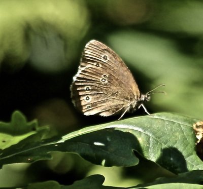 Ringlet 2nd August Blean Wood