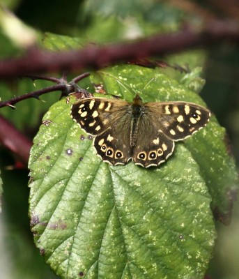 Speckled Wood 13th Tankerton