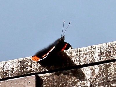 Red Admiral 30th Sept.jpg