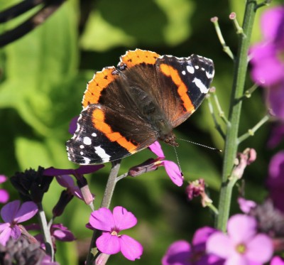 Red Admiral 1st June 2023.jpeg