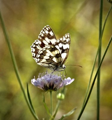 Marbled White 17th July