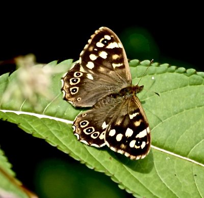 Speckled Wood 26th July