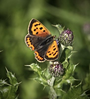 Small Copper 25th August