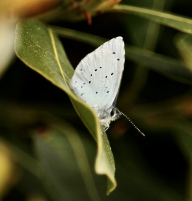 Holly Blue 8thMay 2023.jpeg