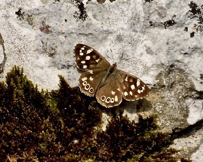 Speckled Wood 20th August GB