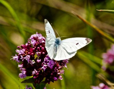 Small White 31st July 2015.jpg