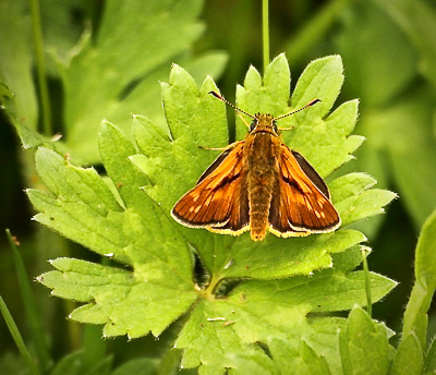 Large Skipper Brockholes CP