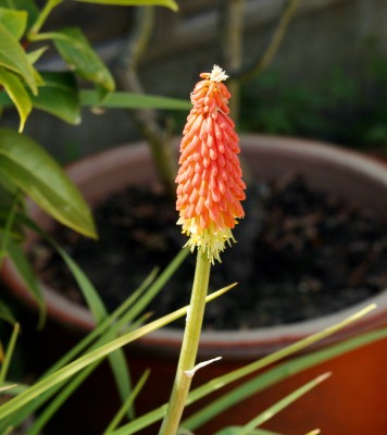 Red Hot Poker 1st June 2023.jpeg