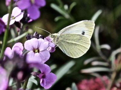 Small White 8th Oct 2015.jpg