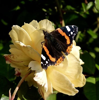 Red Admiral 29th September