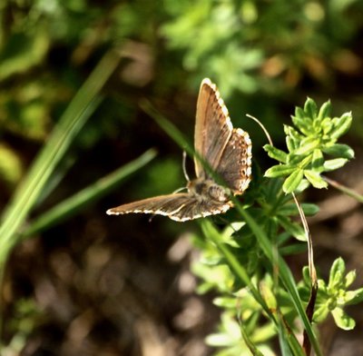 Chalkhill Blue