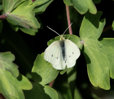 Small White 23rd April