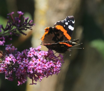 Red Admiral 28th Aug 2023 (1).jpeg