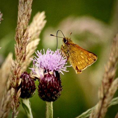 Large Skipper HLB