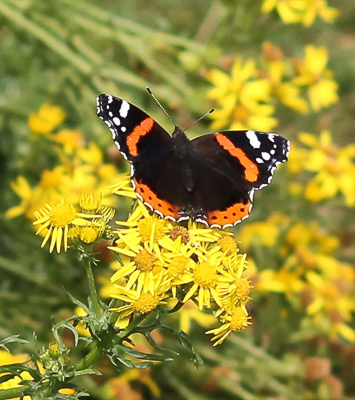 Red Admiral Southport 7th Sept