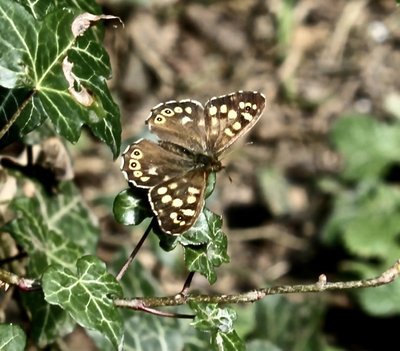 Speckled Wood 7th May