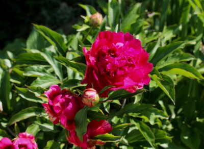 Peony 1st June 2023.jpeg