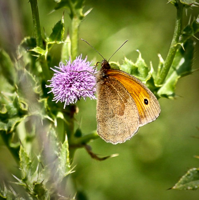 Meadow Brown 5th July Southport Dunes
