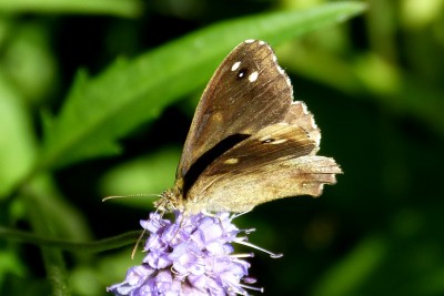 Speckled Wood ab 10.JPG