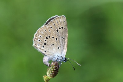 Scarce Large Blue 11.JPG