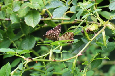 Speckled Woods courting.JPG
