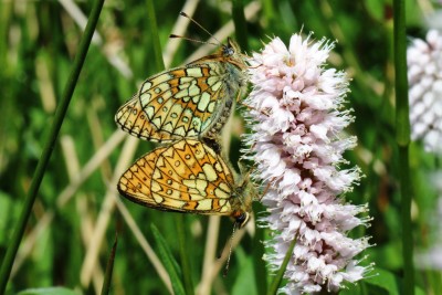 Bog Fritillary mating pair.JPG