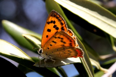 Grecian Copper female.JPG