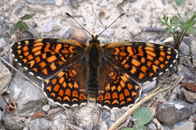 Knapweed Fritillary (4).JPG