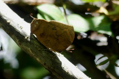 Tropical Leafwing unds - Anaea aidea.JPG