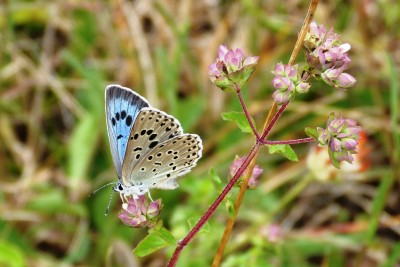 Large Blue 3.JPG