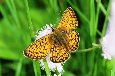 Bog Fritillary male 3.JPG