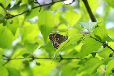 Woodland Brown in tree-top.JPG