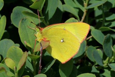 Moorland Clouded Yellow 2.JPG