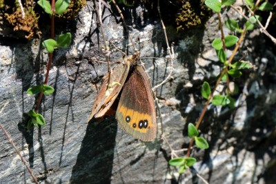 Piedmont Ringlet 2.JPG